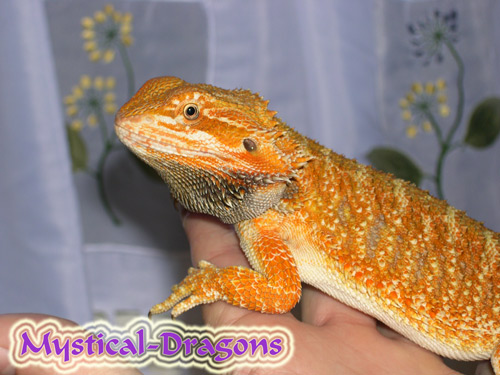 Hollywood