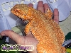 Sobek