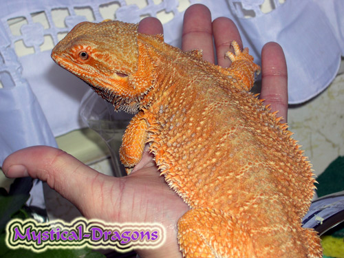 Sobek