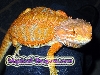 allakasam