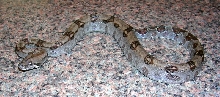 Black Boa Sibling 1