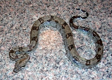 Black Boa Sibling 2
