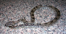 Dark Nicaraguan Boa