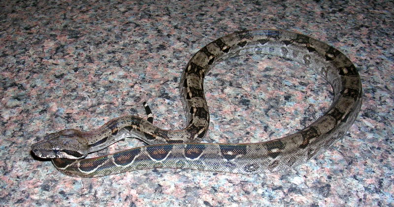 Dark Nicaraguan Boa