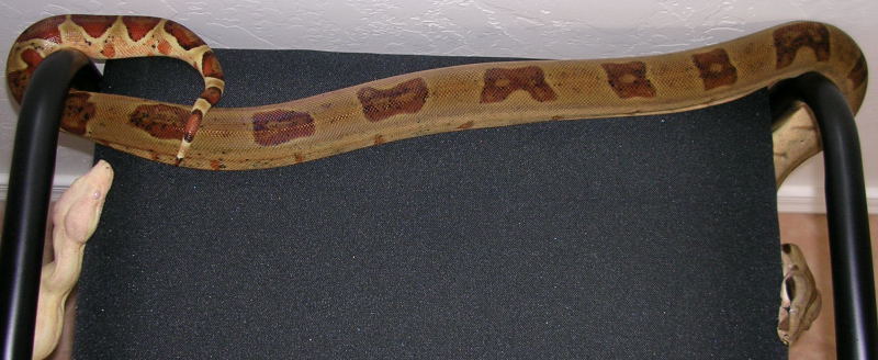 Female Hypo