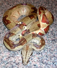 Hypo Female