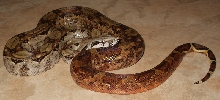Male Hypo Nicaraguan Boa