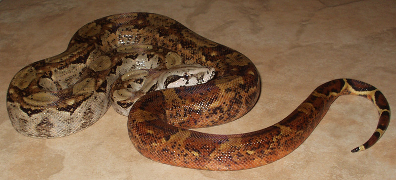 Male Hypo Nicaraguan Boa