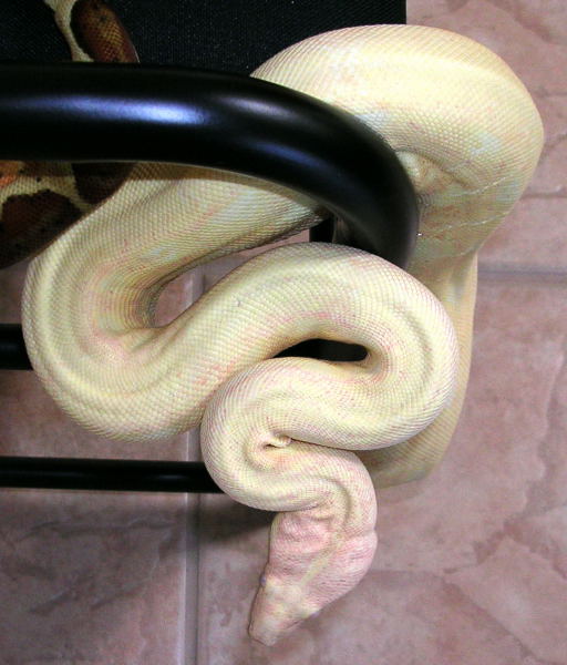 Male Albino