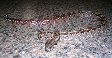 Nicaraguan Boa With Nice Tail