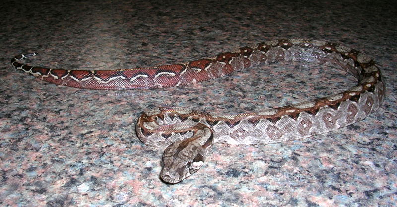 Nicaraguan Boa With Nice Tail