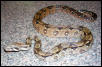 Orange Nicaraguan Boa