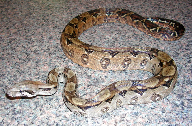 Orange Nicaraguan Boa