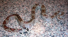 Striped Nicaraguan Boa
