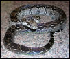Female Type 2 Nicaraguan Boa