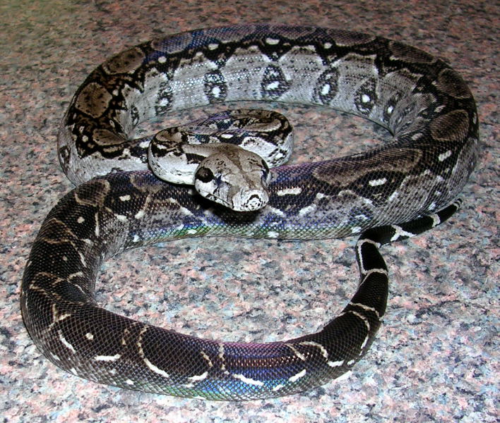 Female Type 2 Nicaraguan Boa