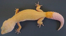 LVPA Breeder - Female
