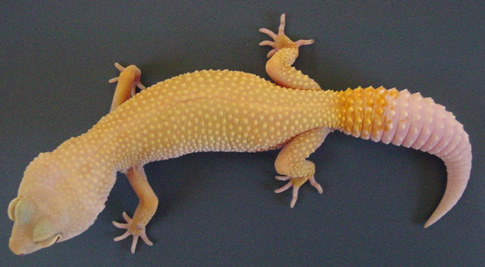 LVPA Breeder - Female