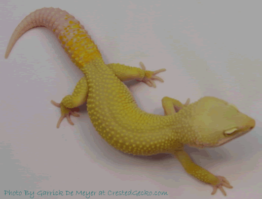 LVPA Breeder - Male