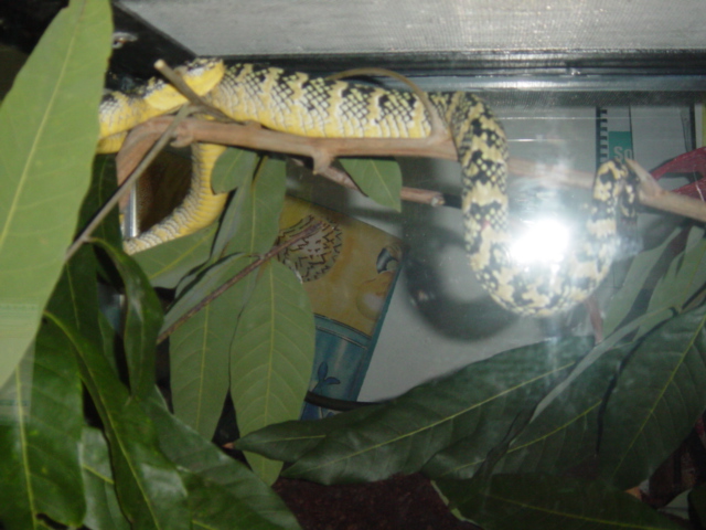 wagler's pit viper