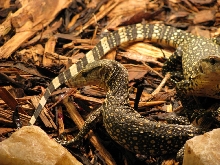 water monitors