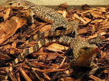 water monitors