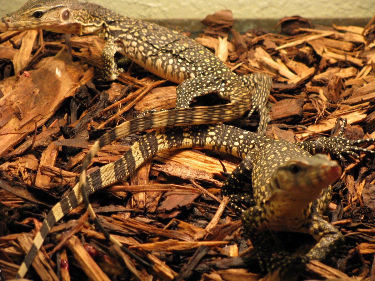 water monitors