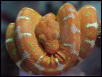 Baby Emerald Tree Boa
