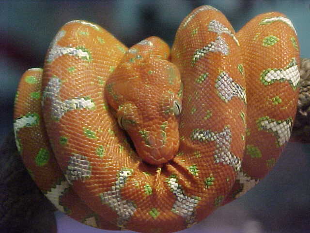 Baby Emerald Tree Boa