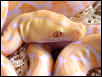 Albino Retic