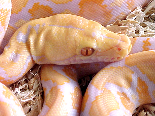 Albino Retic