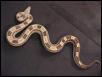 Motley Boa Female