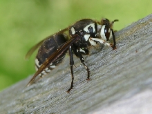 My first bee pic