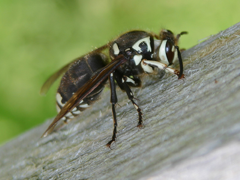 My first bee pic