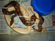 Epicrates cenchria crassus
