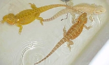 Daisy, Flame & Prince