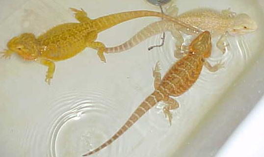 Daisy, Flame & Prince