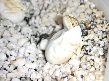 newborn