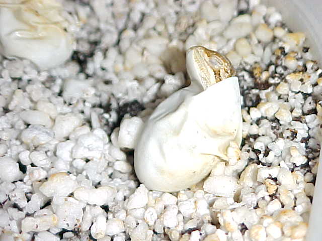 newborn