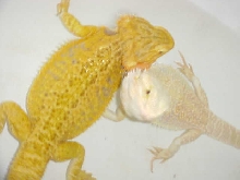 BathTime