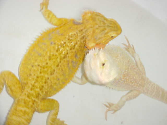 BathTime