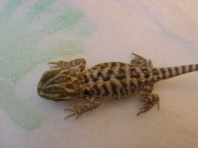 New Baby