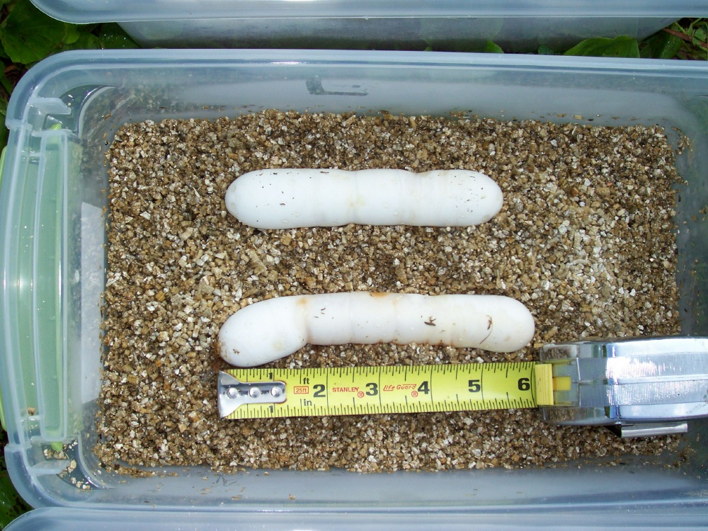 Huge Black Pine Eggs