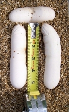 Large La Pine Eggs