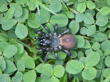 Creepy Spider