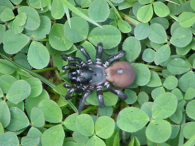 Creepy Spider