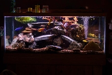 malawai cichlids
