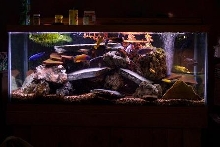 malawai cichlids