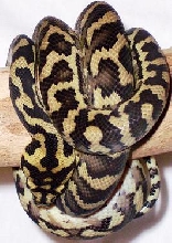 IJ carpet male