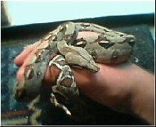 my red tail